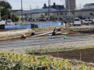 2022年2月22日(火)の作業記録 (玉ねぎの追肥作業、小溝畑のジャガイモ畝に鶏糞と牛糞を追加してトラクター耕耘作業、カリフラワーとロマネスコ畝の撤去トラクター耕耘作業、防虫ネット片付け作業)