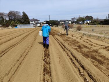 2022年3月10日の作業記録 (ジャガイモの植え付け作業、長ネギの土寄せ作業)