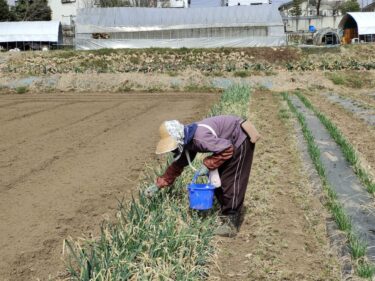 2022年3月17日(木)の作業記録 (除草作業、ニンニク・らっきょう・葉玉ねぎの追肥作業)