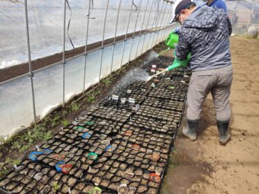 2022年3月23日(水)の作業記録 (ピーマン(京ひかり)発芽確認、収穫作業と除草作業メイン)