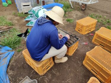 2022年3月30日(水)の作業記録 (青じそ・赤じそ・そうめん南瓜・大長夕顔の播種作業、斉藤さんの下の畑で防虫ネット片付け作業)