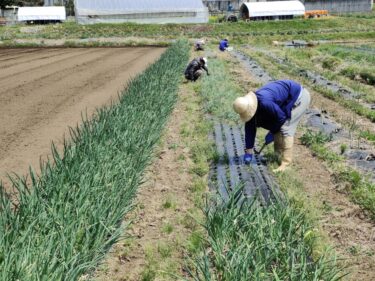 2022年4月12日(火)の作業記録 (竹の子初収穫、斉藤さんの下の畑に肥料を入れてトラクターで耕耘、除草作業)