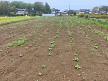 2022年4月15日(金)の作業記録 (玉ねぎ畝周りの除草作業等、午後は畑作業ミーティング)