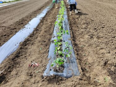 2022年4月25日(月)の作業記録 (パクチーの定植作業、枝豆の定植作業等)