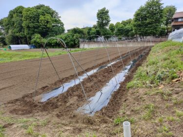 2022年5月11日(水)の作業記録 (斉藤さんの下の畑に肥料等を撒いてトラクターで耕耘作業、斉藤さんの中の畑にインゲン類用にマルチを2列張り支柱立て作業)