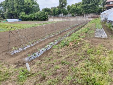 2022年5月12日(木)の収穫作業 (モロッコインゲン・ズッキーニの定植作業、玉ねぎ畝周りの除草作業)