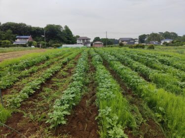 2022年5月17日(火)の作業記録 (鈴木さん畑のビニールハウス内の絹さや畝撤去とハウス内の片付け作業、小溝畑のジャガイモ畝周りの除草作業)