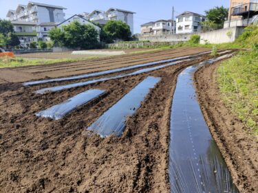 2022年5月18日(水)の作業記録 (田中さん畑全面をトラクターで耕耘作業→ショウガ・しそ用のマルチ張り作業、吉岡さん畑の玉ねぎ畝周りの除草作業)