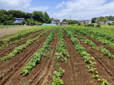 2022年5月23日(月)の作業記録 (小溝畑でジャガイモの追肥土寄せ除草作業等)