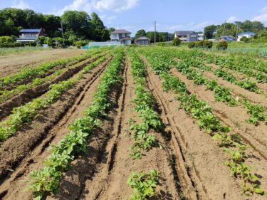 2022年5月24日(火)の作業記録 (小溝畑のジャガイモ畝周りと畑周囲の除草作業)