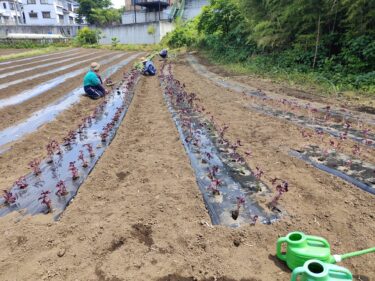 2022年5月25日(水)の作業記録 (赤しそ・青しそ・本金時豆の定植作業、斉藤さん畑を全体的にトラクターで耕耘作業、マルチ張り作業)