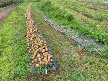 2022年6月16日(木)の作業記録 (ミニトマト芽かき誘引作業、玉ねぎ引き抜き・根切り葉切り作業、空芯菜の播種作業、室内で作付け図製作等)