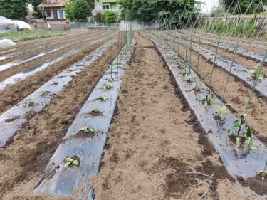 2022年6月3日(金)の作業記録 (玉ねぎ収穫作業、長茄子・水茄子・緑茄子の定植作業)