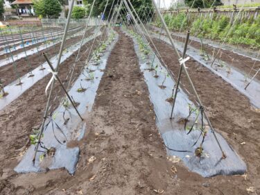 2022年6月8日(水)の作業記録 (千両二号茄子を追加購入して定植作業、ピーマンの定植作業、モロヘイヤの播種作業、玉ねぎの収穫作業)