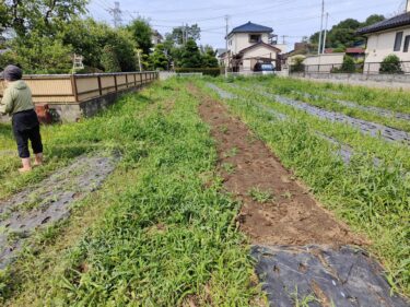 2022年6月13日(月)の作業記録 (鈴木さん畑の玉ねぎの引き抜き作業が概ね終了、生姜の芽が出てきました)