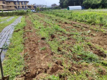 2022年6月22日(水)の作業記録 (空芯菜播種作業、吉岡さん畑の玉ねぎ跡地のマルチ剥がし作業、ミニトマト今季初収穫)