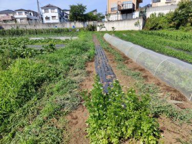 2022年6月28日(火)の作業記録 (除草作業メイン)