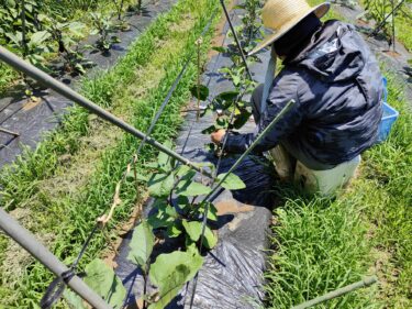 2022年6月30日(木)の作業記録 (今日から早朝時間帯での畑作業開始)