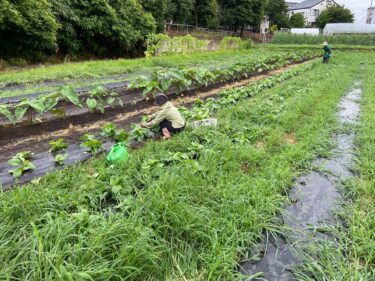 2022年7月13日(水)の作業記録 (ツルムラサキの間引き移植作業、鈴木さん畑のマルチ剥がし作業)