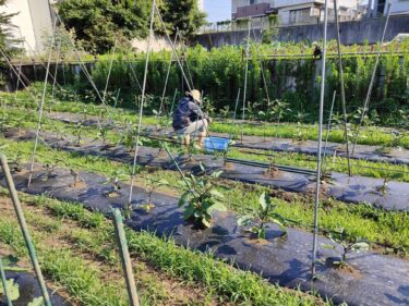 2022年7月1日(金)の作業記録 (茄子の剪定誘引作業、ミニトマト・千両二号茄子の追肥作業、除草作業等)