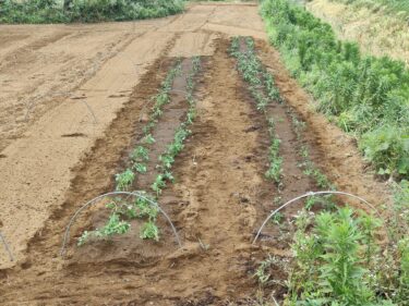 2022年7月4日(月)の作業記録 (ショウガ追肥作業、キュウリの定植作業、落花生の定植作業、除草作業)