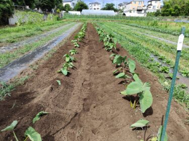 2022年7月6日(水)の作業記録 (鈴木さん畑をハンマーナイフモアで除草作業、パクチーの定植作業、里芋の追肥土寄せ作業)