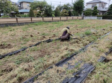 2022年7月12日(火)の作業記録 (除草作業、鈴木さん畑のマルチ剥がし作業)