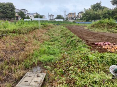 2022年7月15日(水)の作業記録 (茄子の整枝誘引作業、ミニトマトの芽かき誘引作業、除草作業)