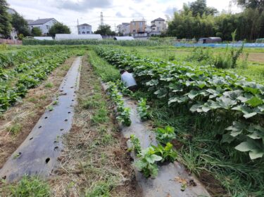 2022年7月28日(木)の作業記録 (除草作業、キュウリの追肥作業)