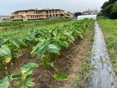 2022年8月26日(金)の作業記録 (茄子・オクラの追肥作業、除草作業)