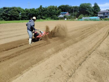 2022年8月2日(火)の作業記録 (小溝畑で岩槻ネギと長ネギ用の溝掘り)