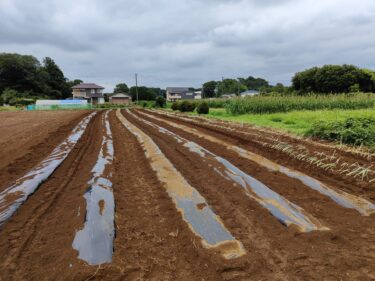 2022年8月5日(金)の作業記録 (除草作業、小溝畑の岩槻ネギ移植完了)