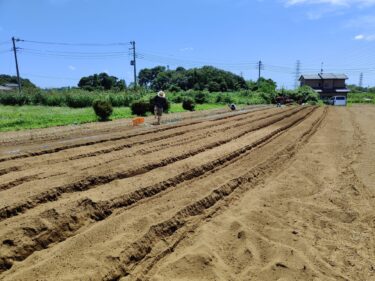 2022年8月10日(水)の作業記録 (小溝畑で長ネギの定植作業)