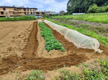 2022年8月23日(火)の作業記録 (ロマネスコ害虫捕殺作業、落花生の防虫ネット張り作業、オカヒジキ撤去作業、除草作業)