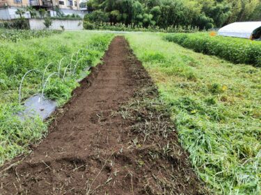 2022年8月24日(水)の作業記録 (除草作業、落花生防虫ネット張り作業)