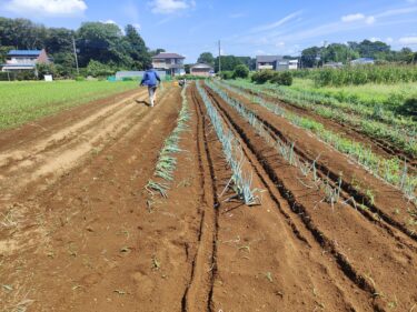 2022年8月29日(月)の作業記録 (長ネギの定植作業完了)