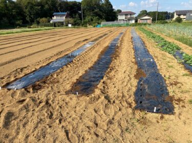 2022年9月30日(金)の作業記録 (小溝畑で大根類の播種作業)