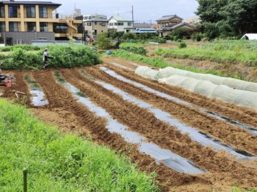 2022年9月7日(水)の作業記録 (吉岡さん畑マルチ張り作業)