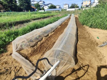 2022年9月12日(月)の作業記録 (ブロッコリーの定植作業)