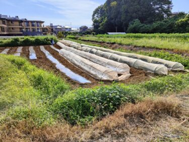 2022年9月14日(水)の作業記録 (ブロッコリーの定植作業)