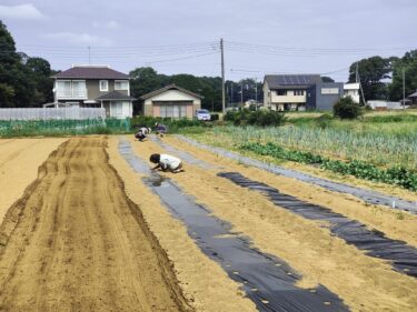 2022年10月3日(水)の作業記録 (大根の播種作業、ミニトマト畝撤去作業、モロヘイヤ畝の撤去作業開始)