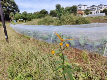 2022年10月11日(火)の作業記録 (午前中のみ、収穫作業メインの作業)