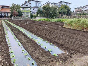 2022年10月25日(火)の作業記録 (日本ほうれん草・二十日大根の播種作業)