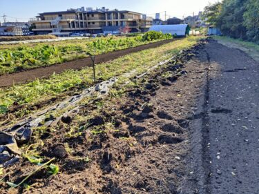 2022年11月8日(火)の作業記録 (人参間引き作業、空芯菜撤去作業)