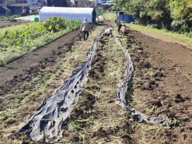 2022年11月9日(水)の作業記録 (茄子・空芯菜の撤去作業、畑ミーティング作業)