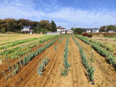 2022年11月10日(木)の作業記録 (長ネギ・岩槻ネギの土寄せ作業)