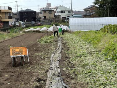 2022年11月4日(金)の作業記録 (ツルムラサキマルチ剥がし作業、吉岡さん畑の山部分をトラクターで耕耘作業、除草作業)