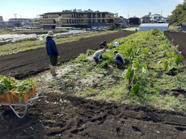 2022年11月18日(金)の作業記録　(ツルムラサキの撤去作業、かぶの間引き作業、吉岡さん畑に肥料を撒いてトラクターで耕耘作業、畑ミーティング作業)