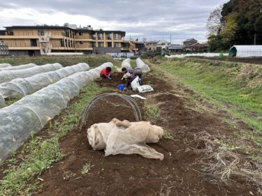 2022年11月30日(水)の作業記録　(休憩所の整理整頓作業、黒落花生収穫と防虫ネット片付け等)