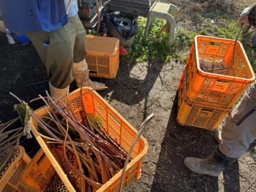 2022年12月12日(月)の作業記録 (里芋畑保存作業、八つ頭の芋茎取り作業)